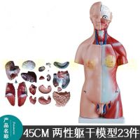 Mannequins 26 cm torso anatomical visceral detachable medical AIDS bone childrens educational toys 28 cm