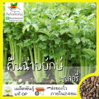 เมล็ดพันธุ์ คื่นฉ่ายยักษ์ คื่นฉ่ายฝรั่ง เซเลอรี่ 1000 เมล็ด Celery Utah Seed เมล็ดพันธุ์แท้100%นำเข้าจากต่างประเทศ ปลูก