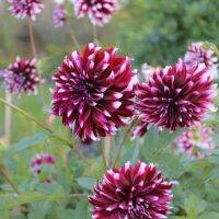 20 เมล็ดพันธุ์ รักเร่ Dahlia Seeds สายพันธุ์ CONTRASTE สีม่วง รักเร่ รักแรกพบ ดอกไม้แห่งมิตรภาพ ความรักเริ่มต้น เพาะเลี้ยงง่าย ตั้งโต๊ะทำงาน