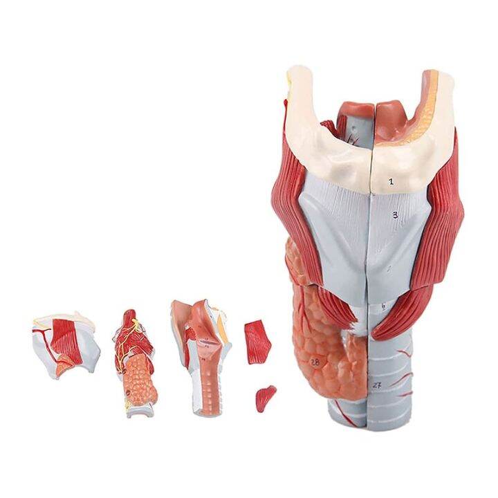 Throat Model Laryngeal Cartilage Laryngeal Connection Laryngeal Muscles and Laryngeal Medical