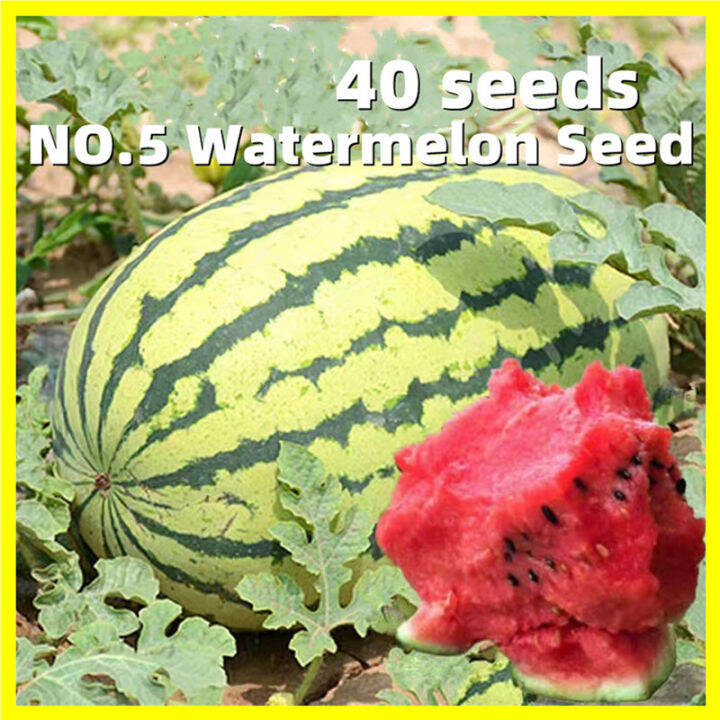 Super Sweet Juicy Watermelon Seed 40 Seeds Super Large Watermelon