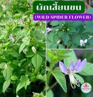 ผักเสี้ยนขน (Wild spider flower) สมุนไพรไทย ต้นสด 1 กิโล พร้อมส่ง