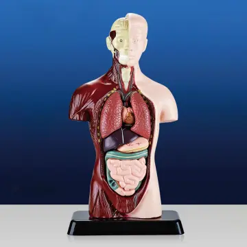 Chi tiết 57 về mô hình các bộ phận cơ thể người hay nhất  coedocomvn