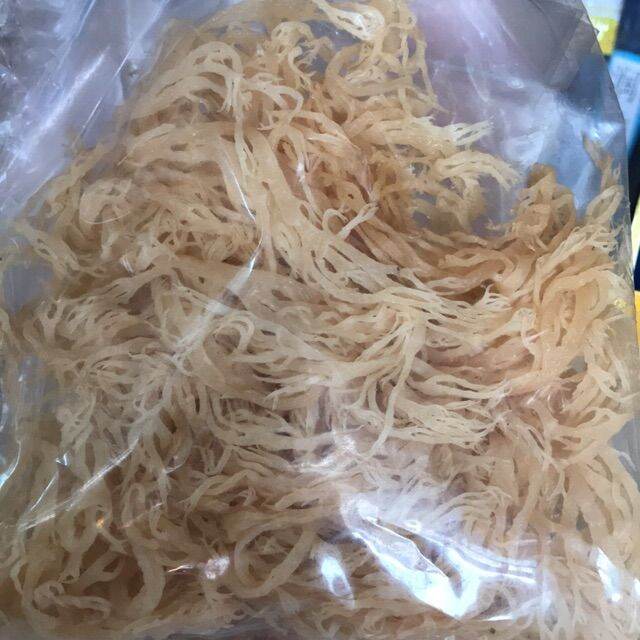 MALAYSIA】500gram Natural Cottonni Sea Rumpai laut Sarang Burung Bawah ...