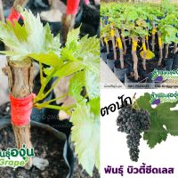 (โปร++) ตอปักองุ่น พันธุ์บิวตี้ ซีดเลส (Beauty Seedless) ไร้เมล็ด ส่วนลด เมล็ดพันธุ์ พันธุ์ข้าว เมล็ดหญ้า เมล็ดข้าวโพด