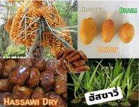 เมล็ดพันธุ์อินทผลัมพันธุ์ Hassawi นำเข้าจากคูเวต สายพันธุ์กินสด และแห้ง รสหวานปานกลาง เนื้อนิ่ม