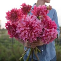 1 หัว/ออเดอร์ รักเร่ Dahlia Bulb สายพันธุ์ Islander หัวรักเร่ ดอกไม้ หัวหน่อ เหง้า นำเข้า เนเธอร์แลน หัวสดใหม่