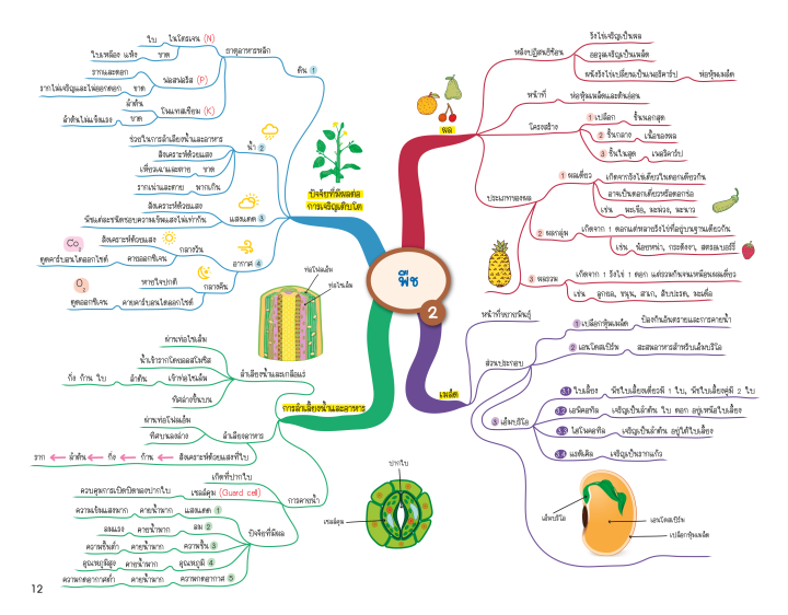 science-map-สรุปเนื้อหาวิทยาศาสตร์-ระดับประถมปลาย