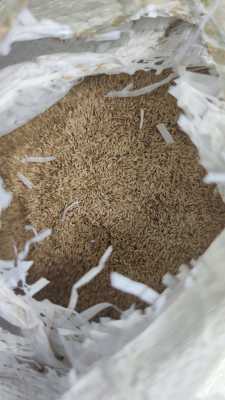 เมล็ดหญ้าไต้หวัน เมล็ดพันธ์หญ้าสนาม Taiwan Grass Seeds 100-500 กรัม เมล็ดในไทยพร้อมส่ง