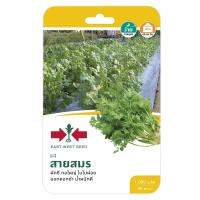 ?ยอดนิยม!! ผักชีสายสมร ศรแดง CORIANDER SEED EAST-WEST SEED