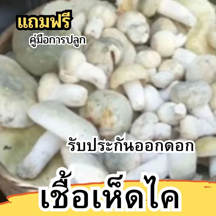 เชื้อเห็ดไค-เชื้อเห็ด-แบบผงเข้มข้น-ผลิตจากดอกแก่100-ผสมรำอ่อน-รับประกันออกดอก