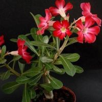 12 เมล็ด เมล็ดพันธุ์ ชวนชม สายพันธุ์ไต้หวัน ดอกชั้นเดียว Adenium seed กุหลาบทะเลทราย Desert Rose ราชินีบอนไซ อัตรางอก 80-90% มีคู่มือการปลูก