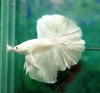 Halfmoon Betta ปลากัด ปลาสวยงาม หางยาว เกรดA สีขาว