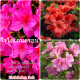 เก็บเงินปลายทาง COD 50 แคปซูลต่อแพ็ค Mixed Azalea Rhododendron Seeds Flower Seeds เมล็ดพันธุ์ ต้นไม้ประดับ เมล็ดดอกไม้ ต้นไม้ ไม้ประดับ เมล็ด ไม้ดอก พันธุ์ไม้ดอก ต้นดอกไม้ ต้นไม้หายาก ต้น บอนสี เมล็ดบอนสี บอนสีสวยๆ เมล็ดพันธุ์ดอกไม้ อัตราการงอกสูง