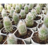 กระบองเพชรผู้เฒ่า หรือกระบองเพชรคนแก่ (Old man cactus) หรือ เอสโพทัว (Espostoa) กระถาง 2 นิ้ว  จำหน่ายกระถางล่ะ 59 บาท *พิจารณาก่อนสั่งซื้อ