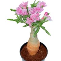 10 เมล็ด เมล็ดพันธุ์ ชวนชม สายพันธุ์ไต้หวัน ดอกสีชมพู Adenium Seeds กุหลาบทะเลทราย Desert Rose ราชินีบอนไซ อัตรางอก 80-90% มีคู่มือปลูก