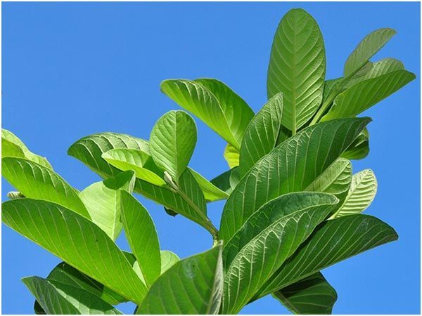 Fresh Guava Leaf Dahon Ng Bayabas 100g Lazada Ph