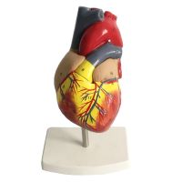 Anatomical Emulational Heart Anatomy viscera โมเดลของเล่นสำหรับเด็ก adg