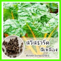 พร้อมส่ง ❗ รหัส 086 เมล็ดพันธุ์แท้ OP แท้  สวิสชาร์ต สีเหลือง  - Golden Swiss Chard   เมล็ดสวิสชาร์ด สวิสชาร์ต สวิสชาร์ด เมล็ดพันธุ์ผัก