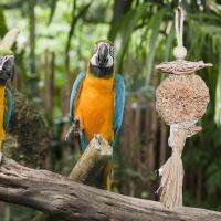 Papagei Kau Spielzeug หวาย Weben Vogel Zerkleinern Futtermit Barsch ยืน Käfig Zubehör Für Conure Wel Ittiche Nymphen Sittich Papagei