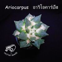 อริโอ อริโอคาร์ปัส อริโอคาปัส อาริโอคาปัส อาริโอ้ อารีโอ อาริโอคาร์ปัส ariocarpus อาริโอ คาร์ปัส กระบองเพชร แคคตัส