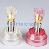 2Pcs Dental Model #2020 - Clear And Pink Implant Model 2019 Tools Model Practice