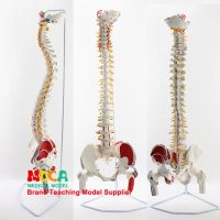 85 cm hanging muscle load-point write color spine with femoral massage beauty model of human spine MJZ203