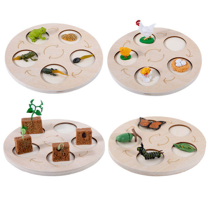 new-montessori-animals-life-cycle-board-set-lifestyle-stages-kids-teaching-tools-animal-growth-cycle-educational-open-ended-toys