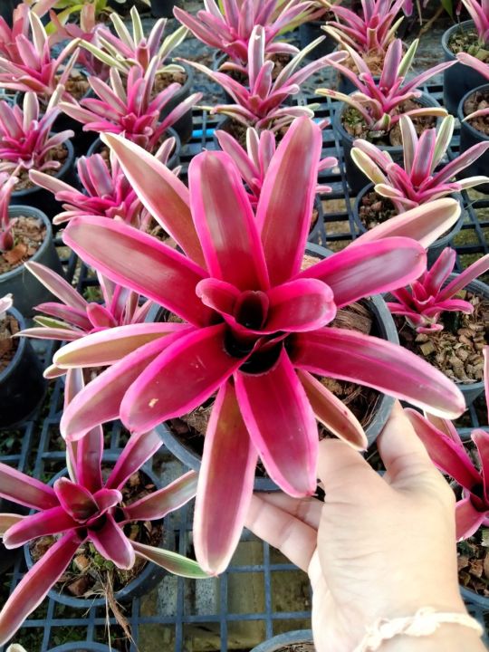 สับปะรดสี-นีโอดองเกอร์-bromeliad-เป็นไม้ทนแล้ง-ไม้ประดับตกแต่งสวน-มีสีสันสวยงาม-กระถาง5นิ้ว