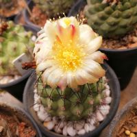 ขายดีอันดับ1 (songfy)เพชรไม้ลำ แคคตัส cactus Copiapoa Montana / แคคตัส โคเปียปัว มันทาน่า ไม้ชำหน่อ Lateral bud คุ้มสุดสุด ต้นไม้ ฟอก อากาศ กระถาง ต้นไม้ ไม้ ประดับ ต้นไม้ ปลูก ใน บ้าน