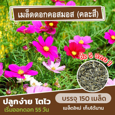 เมล็ดพันธุ์ ดอกคอสมอส แบ่งขาย 150 เมล็ด (ซื้อ 5 แถม 1)✨ ดอกดาวกระจาย