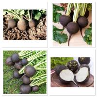 เมล็ดพันธุ์ แรดิช สีดำ (Black Spanish Radish Seed) บรรจุ 200 เมล็ด