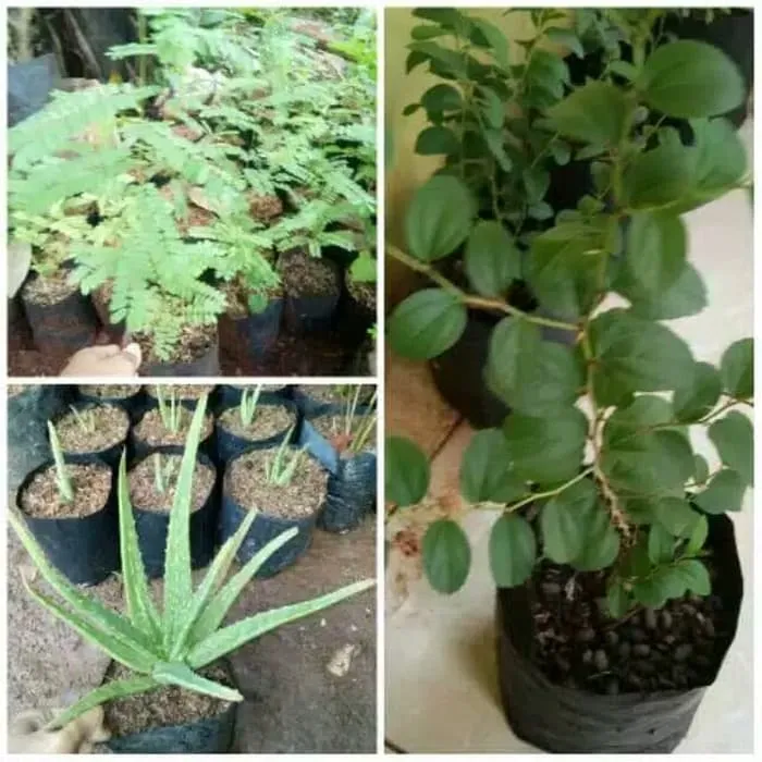 Paket 3 Tanaman Herbal Pohon Saga Lidah Buaya Bidara Arab Lazada