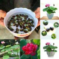 8 เมล็ด คละสี เมล็ดบัว Lotus บัวญี่ปุ่น บัวญี่ปุ่นแคระ เมล็ดเล็ก ดอกดกทั้งปี  Lotus Waterlily seeds มีคู่มีวิธีปลูก รหัส 003