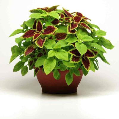 50 เมล็ด เมล็ดพันธุ์ Seeds Bonsai ฤาษีผสม Coleus Seed อัตราการงอก 80-90% มีคู่มือปลูก