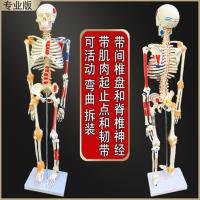 Human body skeleton skeleton model mini small structure skeleton painting of traditional Chinese medicine acupuncture acupoints removable clear model