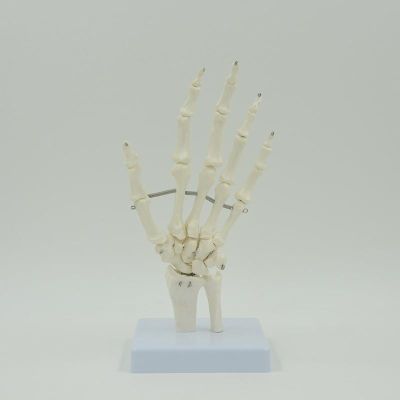 Medical teaching equipment joint model hand bone ulna radial model human body skeleton hand joint model