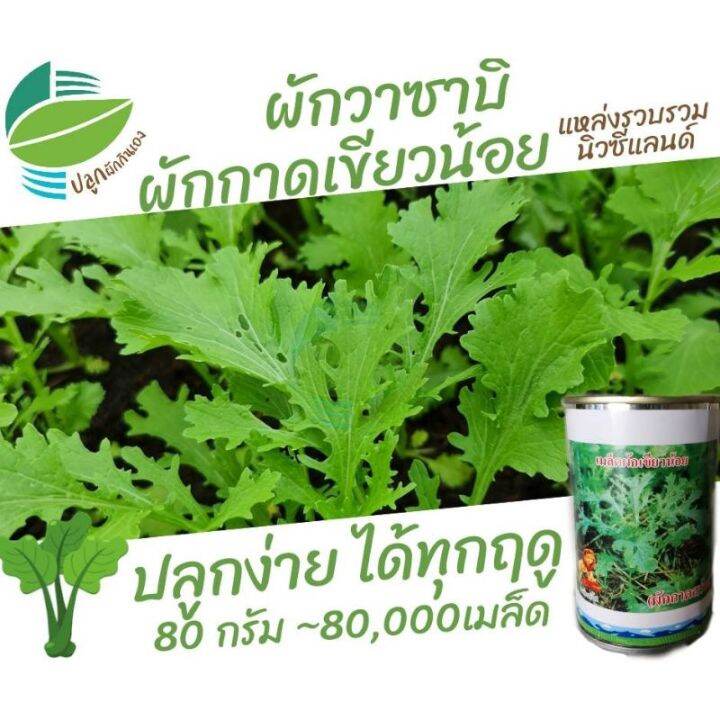 promotion-ผักกาด-เขียวน้อย-ผักกาดหิ่น-ผักวาซาบิ-mustrad-green-80-000-เมล็ด-80กรัม-ลาบ-วาซาบิ-เขียวน้อย-ผักกาดสร้อย-สุดคุ้มม-ต้นไม้-ฟอก-อากาศ-กระถาง-ต้นไม้-ไม้-ประดับ-ต้นไม้-ปลูก-ใน-บ้าน