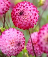 1 หัว/ชุด รักเร่ Dahlia Bulb สายพันธุ์ Pompon Lunar Light หัวรักเร่ ดอกไม้ หัวหน่อ เหง้า นำเข้า เนเธอร์แลน หัวสดใหม่