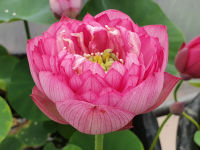 5 เมล็ด เมล็ดพันธุ์บัว บัวนอก สายพันธุ์ Rainbow สีชมพู พิงค์ บัวแคระ Micro Lotus(Tea Cup Lotus) บัวจักรพรรดิ์ บัวสวมงาม บัวนำเข้า Lotus Seeds