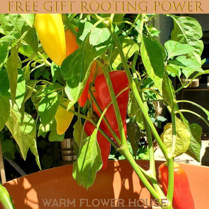 FREE Fertilizer+Jalapeno Seeds for Planting Vegetable Plants (20 Seed