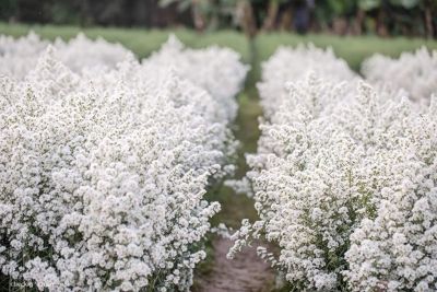ต้นพันธุ์ดอกคัตเตอร์สีขาว White Cutter Aster ถุงดำ 39 บาท   ทานได้ทำอาหารได้ แต่งหน้าเค้กสวยๆ