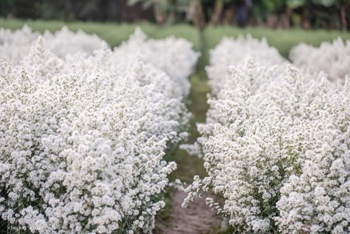 ต้นพันธุ์ดอกคัตเตอร์สีขาว-white-cutter-aster-ถุงดำ-39-บาท-ทานได้ทำอาหารได้-แต่งหน้าเค้กสวยๆ
