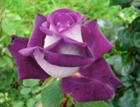 30 เมล็ด เมล็ดพันธุ์ กุหลาบ สตาร์แอนด์สไตร้พส์ Tiger Striped Rose Seeds สี ขาว-ม่วง ดอกใหญ่ นำเข้าจากต่างประเทศ พร้อมคู่มือ เมล็ดสด ใหม่