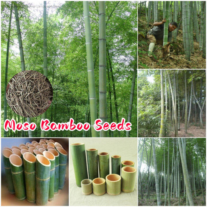 [Easy To Grow In Malaysia] Moso Bamboo Plant Seed Phyllostachys Flower