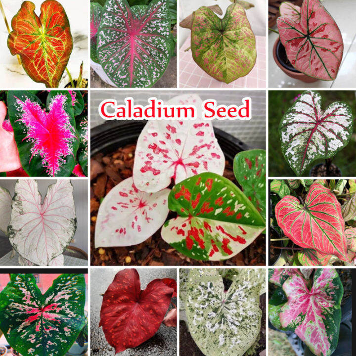 13 Colors Caladium Seeds for Planting (100 Seeds) Keladi Caladium Thailand Benih Bung Keladi
