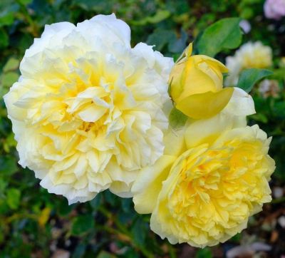 30 เมล็ด เมล็ดพันธุ์ Bonsai Happy Child (Rosa Happy Child) สายพันธุ์อังกฤษ ดอกกุหลาบ นำเข้าจากอังกฤษ ดอกใหญ่ พร้อมคู่มือปลูก English Rose Seed