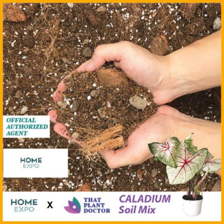 Caladium Soil Mix (4l / 18kg)/ Tanah Baja/ Fertilize Lazada