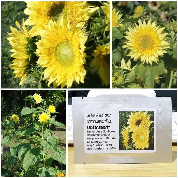 เมล็ดพันธุ์ ทานตะวันเลม่อนออร่า (Lemon Aura F1 Sunflower Seed) 10 เมล็ด