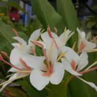 หัวเหง้า-ว่านมหาหงส์ สเลเต ดอกสีขาวไส้ชมพู (Hedychium coronarium) ดอกหอมมาก เหง้าบดผสมน้ำผึ้งดื่ม น้ำคั้นทา เชื่อว่าเป็นไม้มงคลทางเมตตามหานิยม